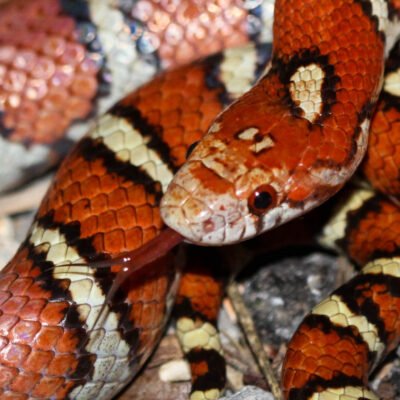 Milk Snake